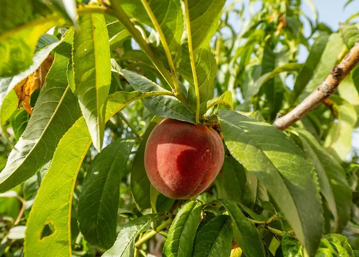 Casa Claudia * 阿塞米尼